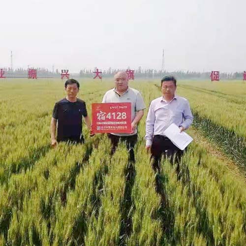 安徽囤麦127基地实景
