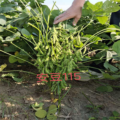 安豆203种子