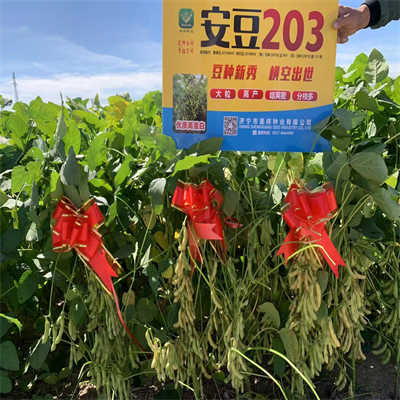 ɽ������203